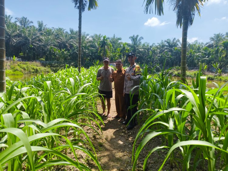 Kawal Ketahanan Pangan di Gabung Makmur, Brigadir Cevi Budiawan Cek Kebun Jagung Berusia 46 Hari