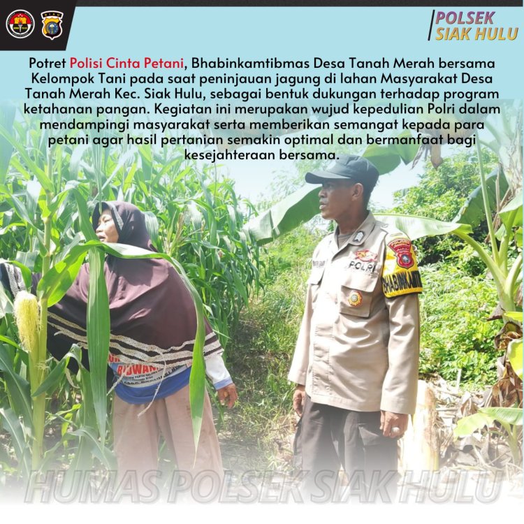 Polisi Cinta Petani, Bhabinkamtibmas Desa Tanah Merah Tinjau Lahan Jagung Warga