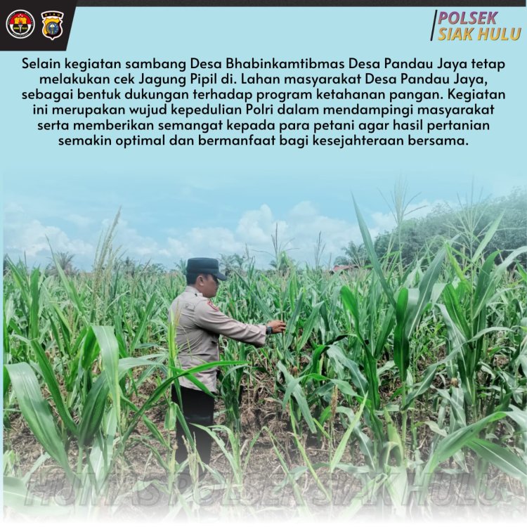 Bhabinkamtibmas Desa Pandau Jaya Aktif Dampingi Petani, Cek Kondisi Jagung Pipil