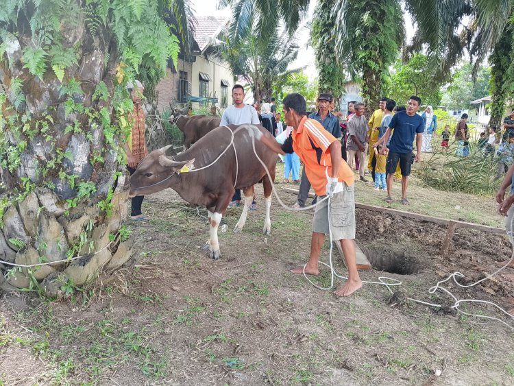 Bukan Sembarang Kurban, Hewan Kurban di Bagan Cempedak Salah Satu Sumbangan dari Kapolda Riau