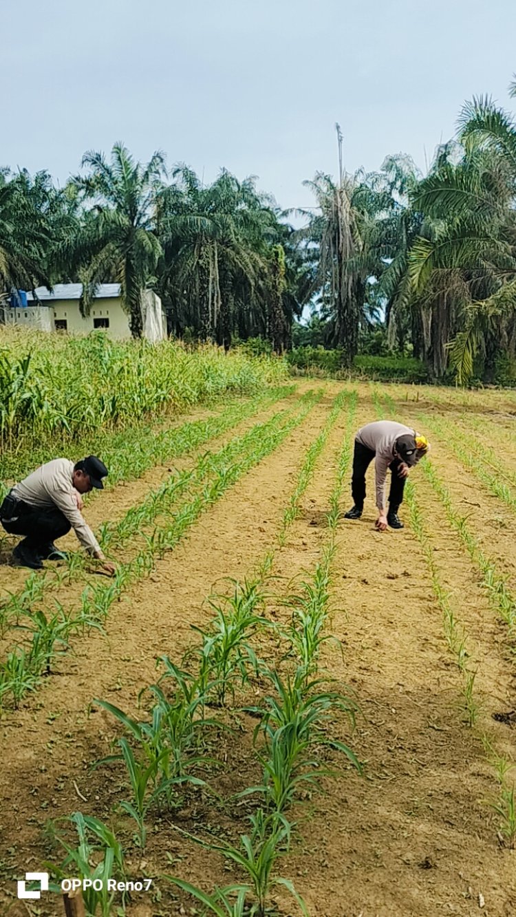 Bukan Sekadar Jaga Kamtibmas, Polsek Bagan Sinembah Pantau Langsung Tanaman Jagung Pipil