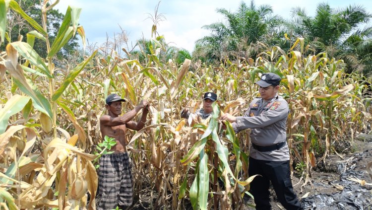 Gemuruh Panen Jagung Ketapang, Polsek Tanah Putih dan Petani Ukir Sejarah Sinergi Luar Biasa