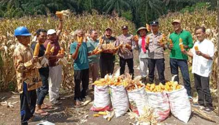 Panen Jagung Program Kapolda Riau Sukses, Lahan di Sungai Simpang Dua Hasilkan Ratusan Kilogram