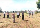 Kapolsek Cerenti Pastikan Program Ketahanan Pangan Desa Sikakak Berjalan Optimal