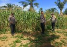 Polsek Bagan Sinembah Genjot Pemantauan Pertumbuhan Jagung Pipil di Lapangan