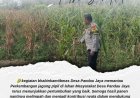Dorong Produktivitas Petani, Polsek Siak Hulu Monitoring Pertumbuhan Jagung Pipil di Desa Pandau Jaya