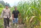 Sinergi dengan Kelompok Tani, Bhabinkamtibmas Kampung Jati Mulia Lakukan Penyemprotan Booster Jagung Pipil