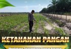Pantau Lahan KOPPSA-M Seluas 10 Hektare, Bhabinkamtibmas Desa Pangkalan Baru Kawal Pertumbuhan Jagung Pipil