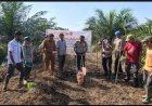 Wujudkan Kemandirian Pangan, Polsek Perhentian Raja Kawal Penanaman Jagung Pipil Kuartal II