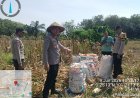 Sinergi dengan Kelompok Tani Karya Mandari, Polsek Siak Hulu Pasok 2 Ton Jagung Hasil Panen ke Bulog