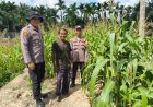 Dukung Asta Cita Presiden, AKP Albert Sitompul Pantau Perkembangan Jagung Pipil di Kampung Gabung Makmur