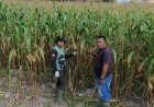 Sinergi Sukseskan Program Polisi Cinta Petani, Polsek Kerinci Kanan Pantau Lahan Jagung Pipil