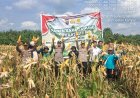 Sukseskan Asta Cita Presiden, Kompol RZ Siregar Pimpin Panen Raya Jagung Pipil di Desa Gunung Mulya