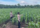 Wujudkan Swasembada Pangan, AKP Asdisyah Mursid Tinjau Lahan Jagung Dua Hektare di Desa Kayu Aro