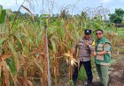 Sukseskan Program Polisi Cinta Petani, Aipda Joko Bersama PPL Pantau Kebun Jagung Pipil di Kampung Seminai
