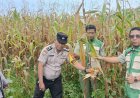 Bhabinkamtibmas Simpang Perak Jaya Bersama PPL Monitoring Perkembangan Jagung Pipil Dukung Swasembada Pangan