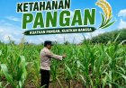 Bhabinkamtibmas Desa Pandau Jaya Lakukan Pengecekan Tanaman Jagung, Dukung Suksesnya Program Ketahanan Pangan Nasional