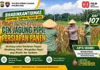 Aiptu Hendri Bersama PPL Tinjau Perkembangan Jagung Pipil di Simpang Perak Jaya