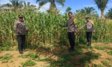 Polsek Bagan Sinembah Genjot Pemantauan Pertumbuhan Jagung Pipil di Lapangan