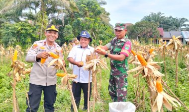 Sukseskan Asta Cita, Polsek Kampar Kiri Gelar Panen Raya Jagung Pipil Bersama Kelompok Tani