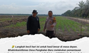 Pantau Tanaman Jagung di Lahan KOPPSA-M, Polsek Siak Hulu Kawal Swasembada Pangan Desa Pangkalan Baru