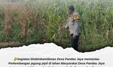 Dorong Produktivitas Petani, Polsek Siak Hulu Monitoring Pertumbuhan Jagung Pipil di Desa Pandau Jaya