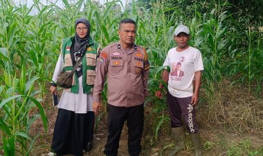 Pantau Kebun Jagung Pipil, Bhabinkamtibmas Kampung Kerinci Kiri Gandeng PPL dan Kelompok Tani