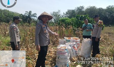 Sinergi dengan Kelompok Tani Karya Mandari, Polsek Siak Hulu Pasok 2 Ton Jagung Hasil Panen ke Bulog