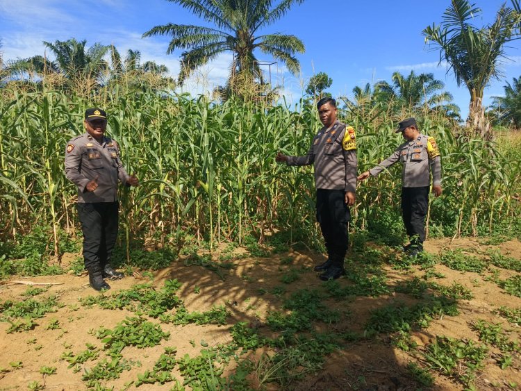 Polsek Bagan Sinembah Genjot Pemantauan Pertumbuhan Jagung Pipil di Lapangan