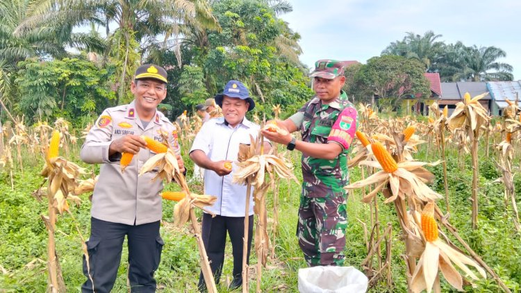 Sukseskan Asta Cita, Polsek Kampar Kiri Gelar Panen Raya Jagung Pipil Bersama Kelompok Tani