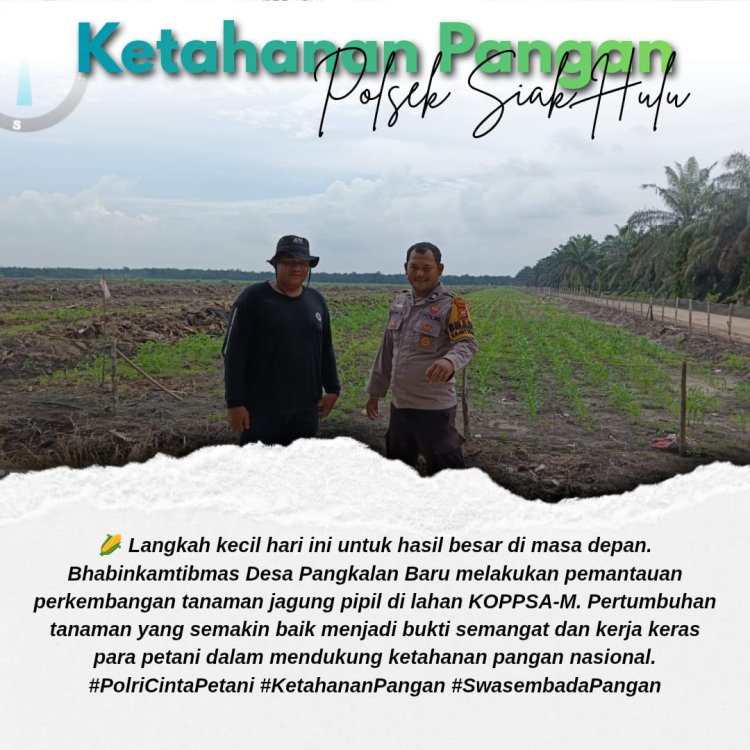Pantau Tanaman Jagung di Lahan KOPPSA-M, Polsek Siak Hulu Kawal Swasembada Pangan Desa Pangkalan Baru