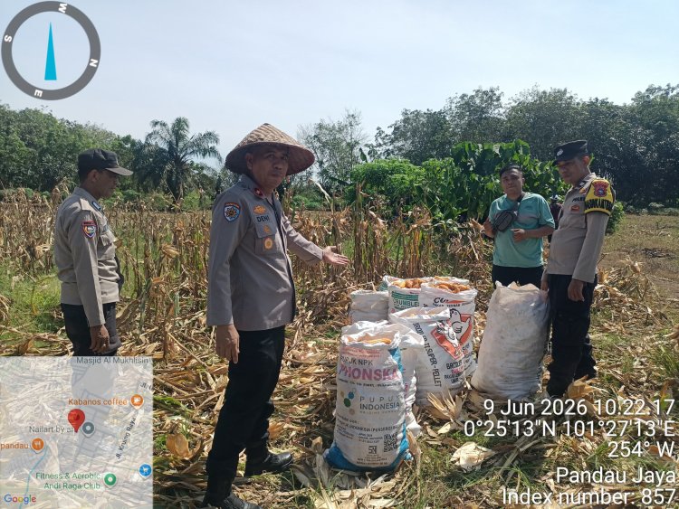 Sinergi dengan Kelompok Tani Karya Mandari, Polsek Siak Hulu Pasok 2 Ton Jagung Hasil Panen ke Bulog