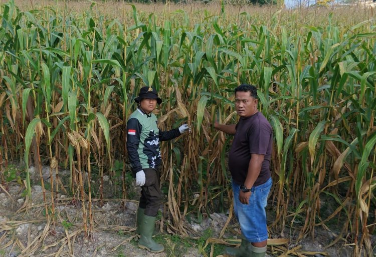 Sinergi Sukseskan Program Polisi Cinta Petani, Polsek Kerinci Kanan Pantau Lahan Jagung Pipil