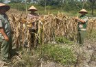 Dukung Ketahanan Pangan, Bhabinkamtibmas Polsek Kerinci Kanan dan PPL Cek Kesiapan Panen Jagung