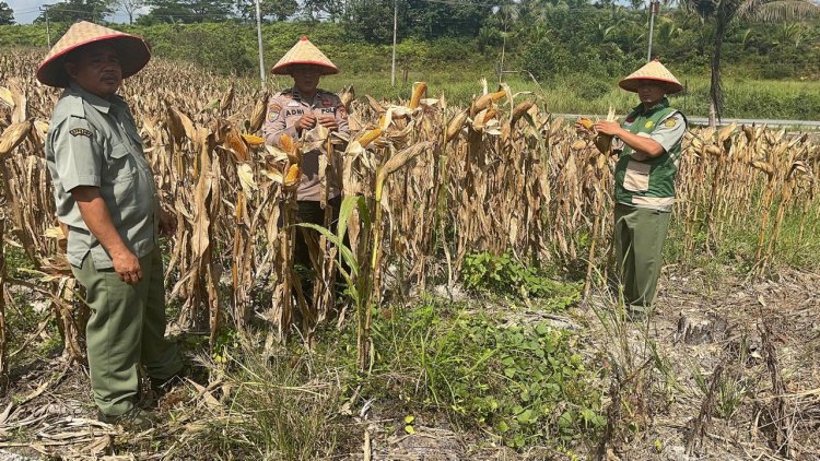 Dukung Ketahanan Pangan, Bhabinkamtibmas Polsek Kerinci Kanan dan PPL Cek Kesiapan Panen Jagung