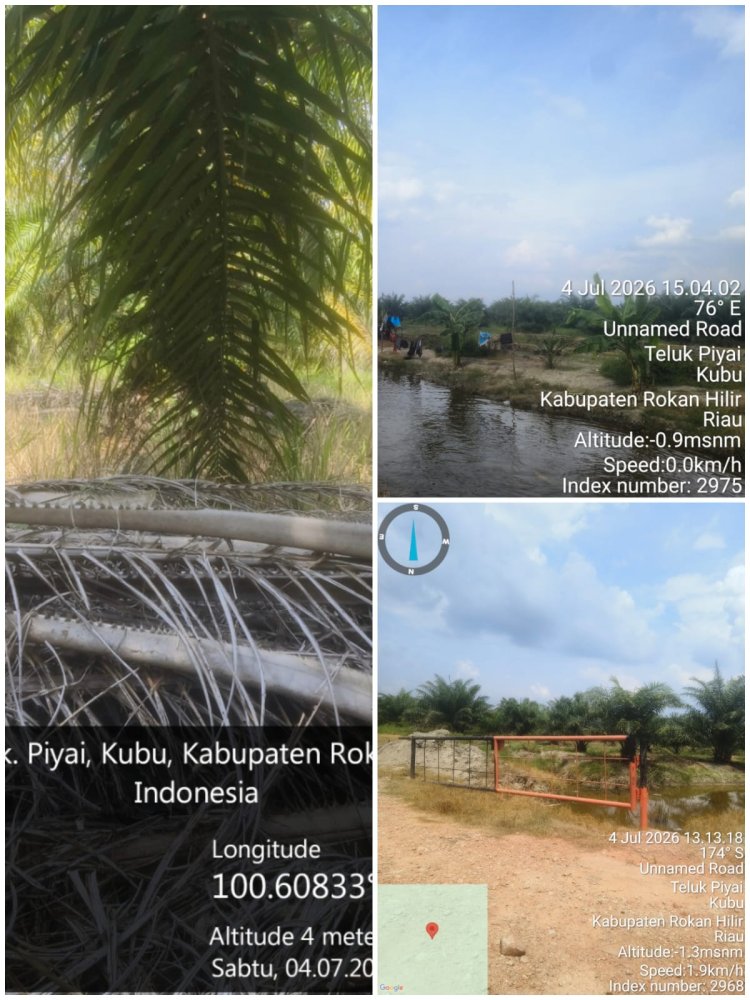 2 Desa "Dijajah", Oknum Kades dan APH Diduga Muluskan Usaha Kebun Kelapa Sawit Aw