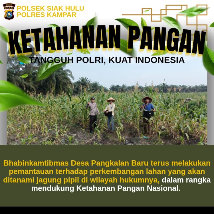 Dukung Swasembada Pangan 2026, Polsek Siak Hulu Cek Perkembangan 10 Hektar Lahan Jagung Pipil di Desa Pangkalan Baru