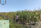 Gagal Tumbuh Akibat Musim Panas, Panen Jagung Pipil KOPPSA-M Siak Hulu Diprediksi Hanya 3 Hektar