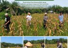 Pemerintah Kampung Bukit Agung Komitmen Dukung Ketahanan Pangan Jagung Pipil