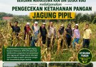 Dukung Swasembada Pangan, Mahasiswa KKN UIN Suska Riau dan Bhabinkamtibmas Cek Lahan Jagung di Bukit Agung