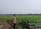 Polsek Siak Hulu Cek Lahan Jagung 1 Hektare di Desa Baru, Dukung Program Ketahanan Pangan
