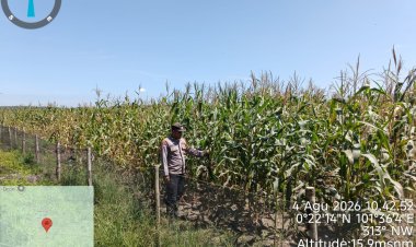 Gagal Tumbuh Akibat Musim Panas, Panen Jagung Pipil KOPPSA-M Siak Hulu Diprediksi Hanya 3 Hektar