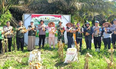 Polsek Kerinci Kanan Bersama Pemerintah Kampung dan Kelompok Tani Panen Jagung di Kampung Kerinci Kiri, Perkuat Ketahanan Pangan