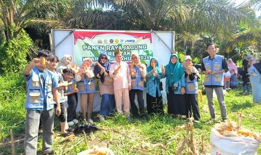 Mahasiswa KKN UIN Suska Riau Antusias Ikuti Panen Jagung Pipil, Dukung Ketahanan Pangan di Kampung Kerinci Kiri
