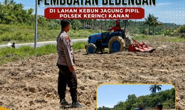 Progres Tanam Jagung Pipil Kuartal III Digenjot, Penggemburan Tanah dan Pembuatan Bedeng Dilakukan