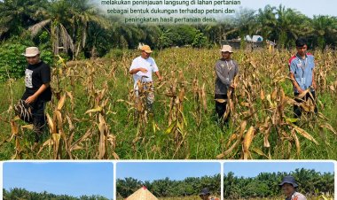 Pemerintah Kampung Bukit Agung Komitmen Dukung Ketahanan Pangan Jagung Pipil