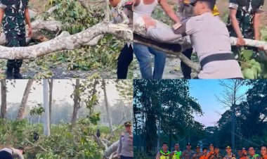 Gerak Cepat, Polres Lampung Timur Evakuasi Pohon Tumbang di Badan Jalan
