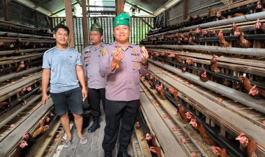 Kapolsek Kerinci Kanan Tinjau Budidaya Ayam Petelur di Kampung Delima Jaya, Dukung Ketahanan Pangan