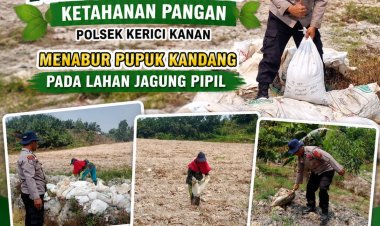 Kanit Binmas Polsek Kerinci Kanan Bersama Kelompok Tani Tabur Pupuk Kandang, Perkuat Jagung Pipil Kuartal III 2026