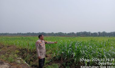 Polsek Siak Hulu Cek Lahan Jagung 1 Hektare di Desa Baru, Dukung Program Ketahanan Pangan